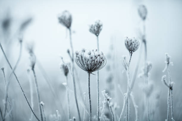 istock Frozen Anne's Lace wildflowers 1179756522