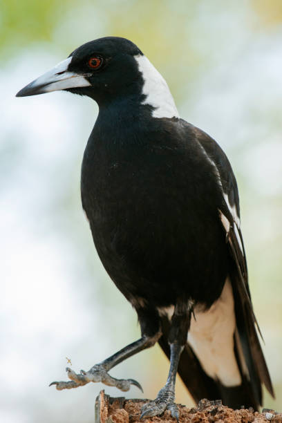 istock Australian magpie outdoors 1179756536