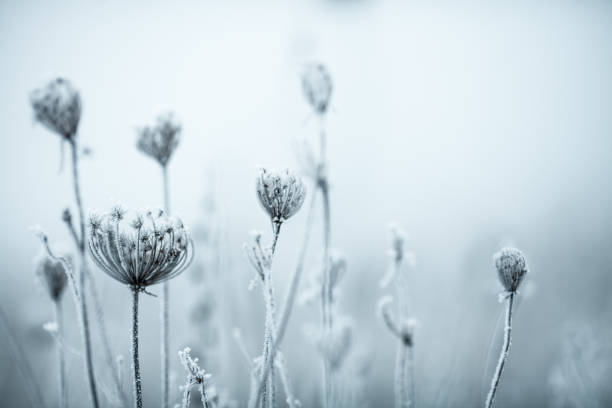 istock Frozen Anne's Lace wildflowers 1179756725