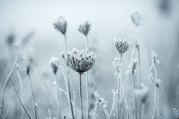 istock Frozen Anne's Lace wildflowers 1179757092
