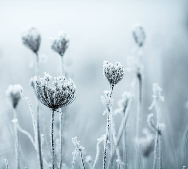 istock Frozen Anne's Lace wildflowers 1179757125