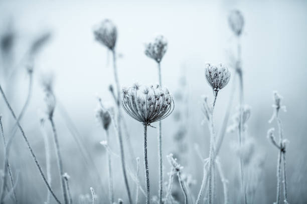 istock Frozen Anne's Lace wildflowers 1179757143