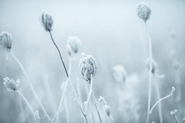 istock Frozen Anne's Lace wildflowers 1179757152
