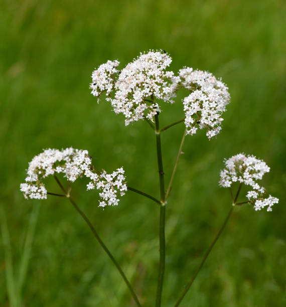 istock Valeriana, officinalis, Medicinal plant, herb 1179757163