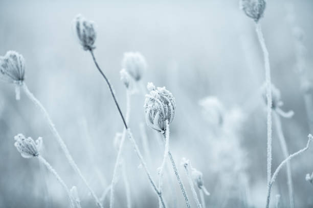 istock Frozen Anne's Lace wildflowers 1179757168