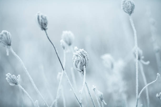 istock Frozen Anne's Lace wildflowers 1179757189