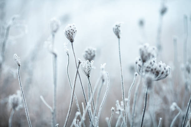 istock Frozen Anne's Lace wildflowers 1179757224