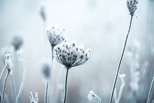 Frozen Anne's Lace wildflowers