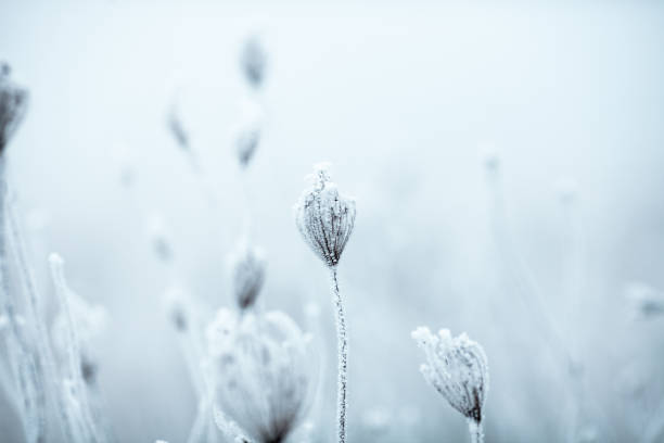 istock Frozen Anne's Lace wildflowers 1179757255