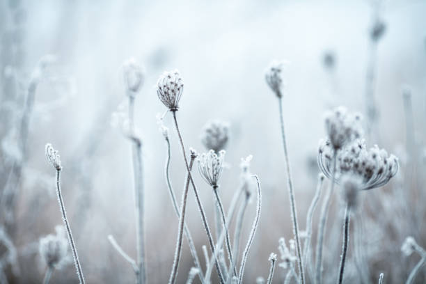 istock Frozen Anne's Lace wildflowers 1179757275