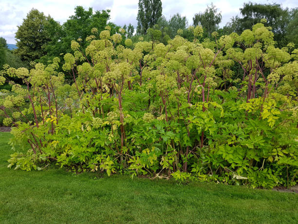 angelica, archangelica, flore, herbe, plante - angelica herb plant organic photos et images de collection