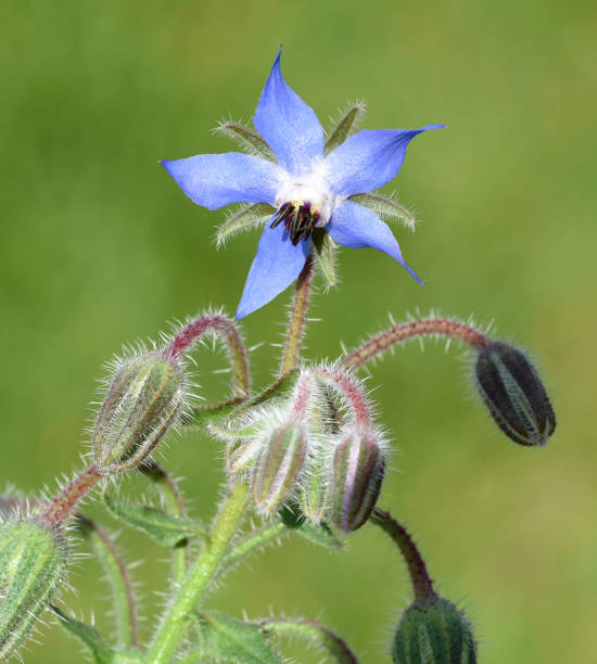 istock Borago; officinalis; Cucumber herb; Medicinal plant 1179757286