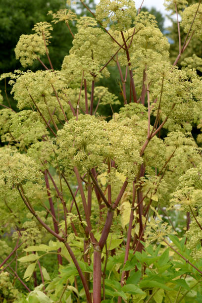 angelica, archangelica, flore, herbe, plante - angelica herb plant organic photos et images de collection