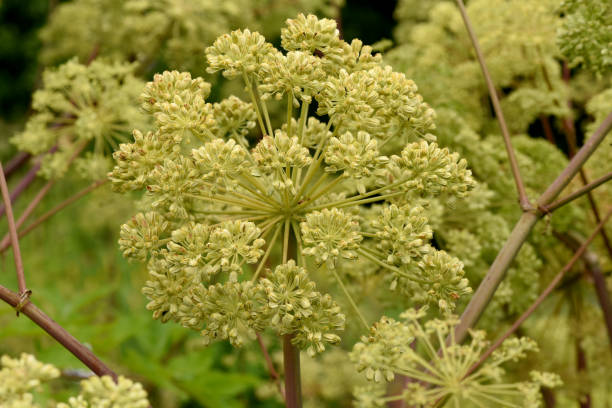 angelica, archangelica, flore, herbe, plante - angelica herb plant organic photos et images de collection