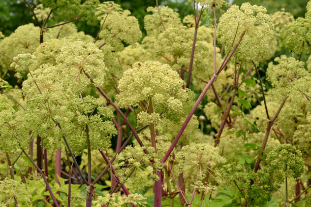 angelica, archangelica, flore, herbe, plante - angelica herb plant organic photos et images de collection