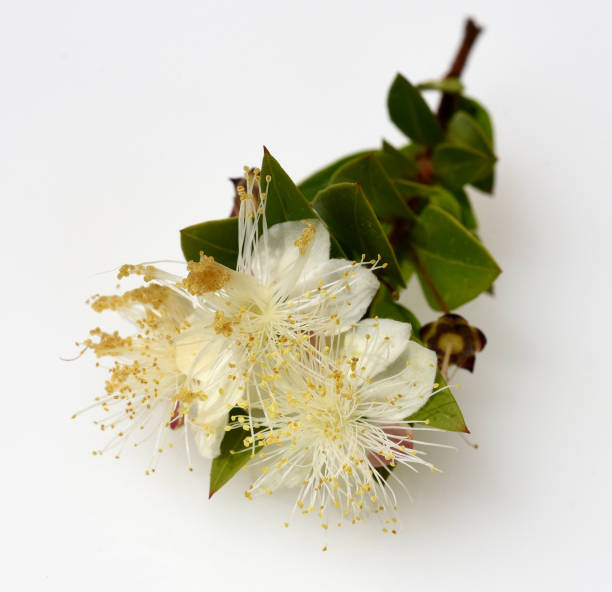 istock myrtle, communis, balsam, herb, white, blossom 1179757497