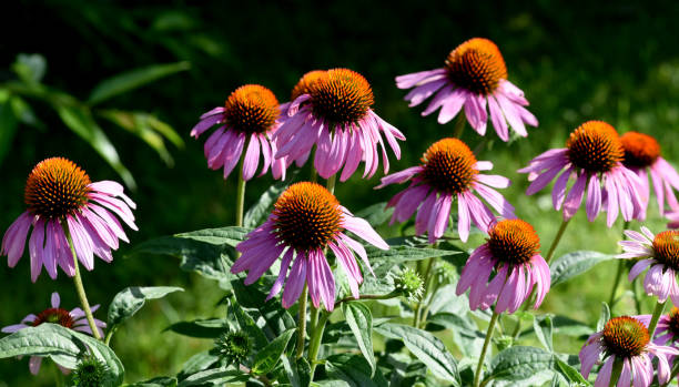 istock Purple coneflower, Echinacea, purpurea, flower, 1179757531