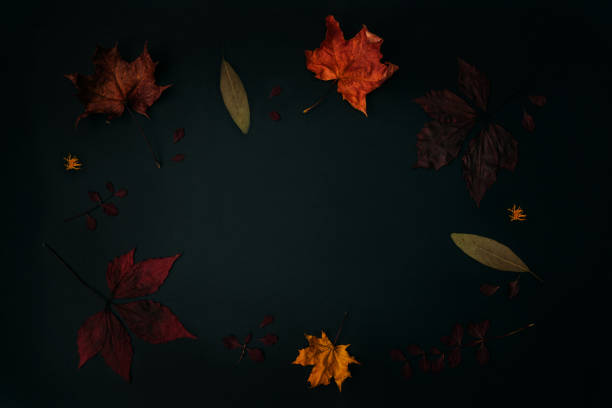 istock Composition of dead leaves isolated. 1179757680