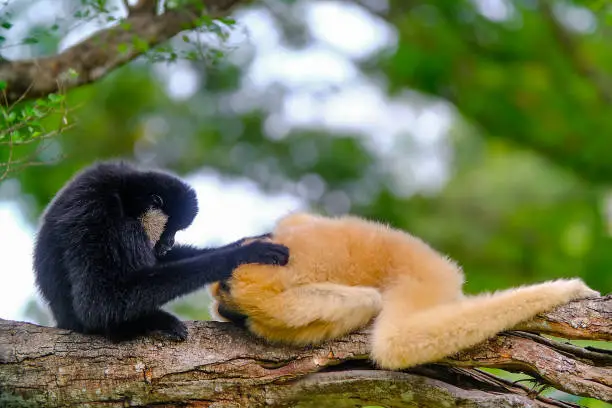 Two gibbons (black and brown) are on the tree. White-cheeked gibbons and yellow-cheeked gibbons are cute gibbons.