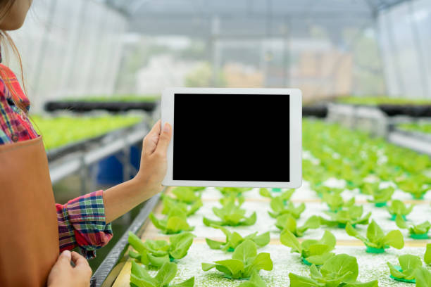 istock Farmer holding a tablet in hydroponic vegetable farms 1179758915