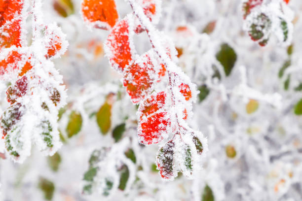 Green leaves covered with fluffy snow. First snow.