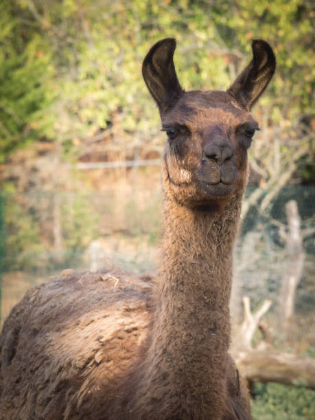 istock portrait of a llama (Lama glama) 1179759814