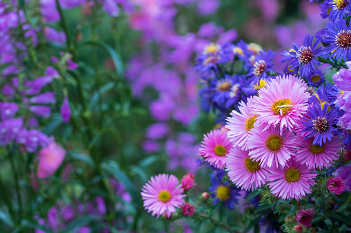 Color Aster alpinus flower with beautiful bloom and dew in wet fresh morning