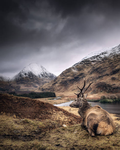 Solitary stag enjoys the view Stag sitting down enjoying his view glen etive photos stock pictures, royalty-free photos & images