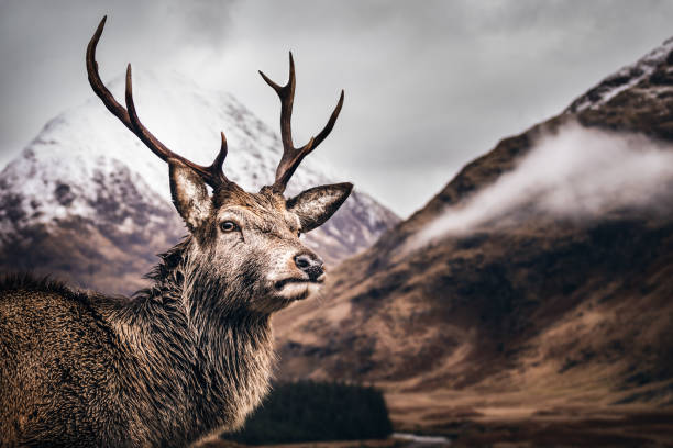 Stag posing for photographer A Scottish stag posing in front of snow topped mountains glen etive photos stock pictures, royalty-free photos & images