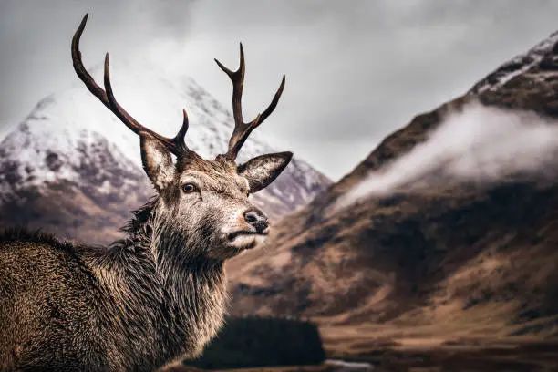 Photo of Stag posing for photographer