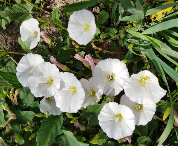 Arable winds, Convolvulus arvensis Arable winds, Convolvulus arvensis convolvulus photos stock pictures, royalty-free photos & images