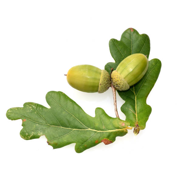 istock English oak, Quercus robur 1179761768