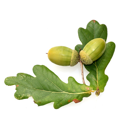 Acorns, Pedunculate oak, Quercus robur, is a deciduous tree, which is often found in our forests. It is a powerful tree and its wood is an important timber supplier. It belongs to the medicinal plants.
