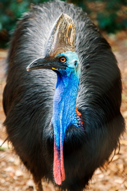 casuario australe australiano - beak bird blue cassowary foto e immagini stock