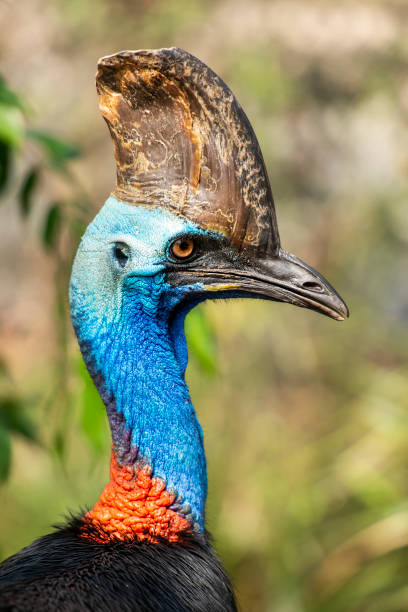 istock Australian Southern Cassowary 1179762504