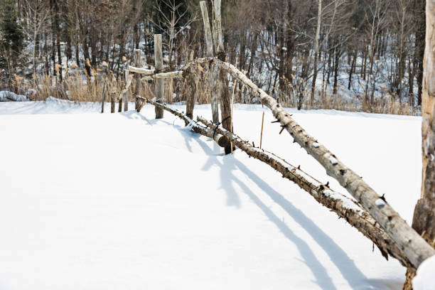 winter landscape - pine - conifers