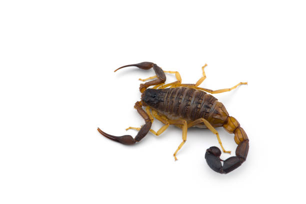 istock African venom Scorpion isolated on white background 1179765924