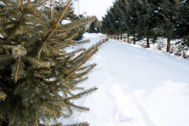 Evergreen trees are on both sides of the road.