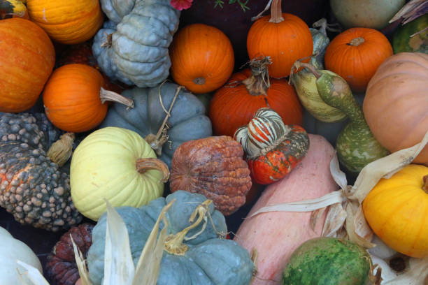 istock Brightly colored variety of pumpkins, gourds and squash 1179767112