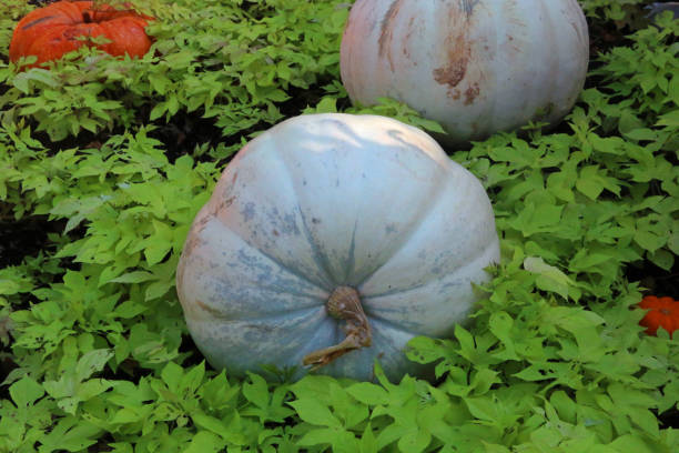 istock White pumpkin with sweet potato vine 1179767229