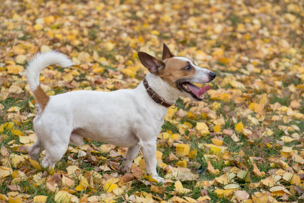 Cute jack russell terrier puppy is standing on yellow leaves in the autumn park. Pet animals. Cute jack russell terrier puppy is standing on yellow leaves in the autumn park. Pet animals. Purebred dog. folliage stock pictures, royalty-free photos & images