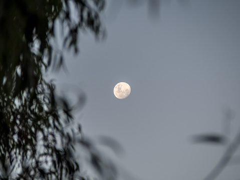 Tree leaves flutter in foreground of a full rising moon