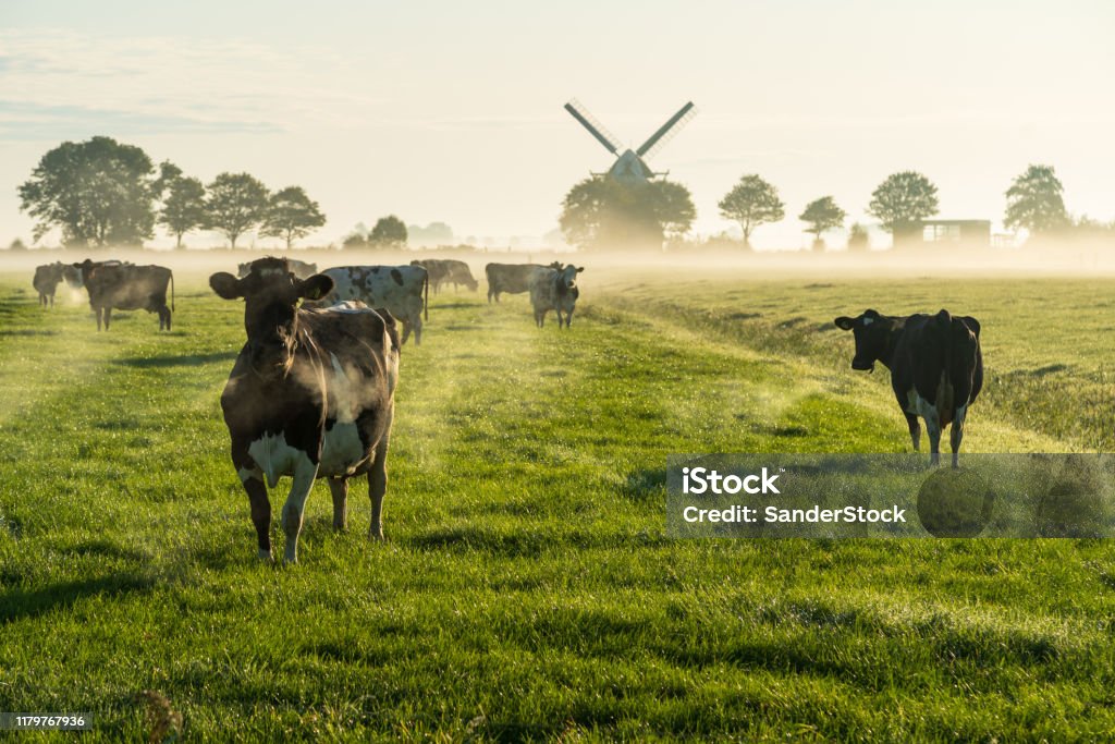 Dutch cattle Cows in the Dutch countryside during a foggy morning. Cow Stock Photo