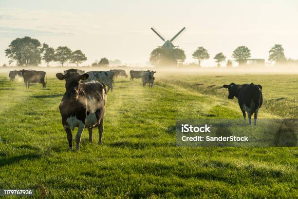 Dutch Cattle Stock Photo - Download Image Now - Cow, Netherlands, Rural Scene