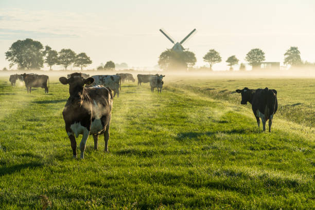 dutch cattle - netherlands place imagens e fotografias de stock
