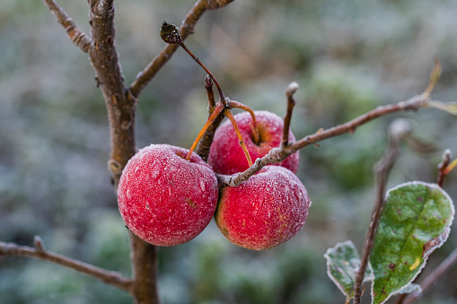 Fresh red apples on tree in the first frost, close up. Red apples with hoarfrost after the first morning frost, Ukraine