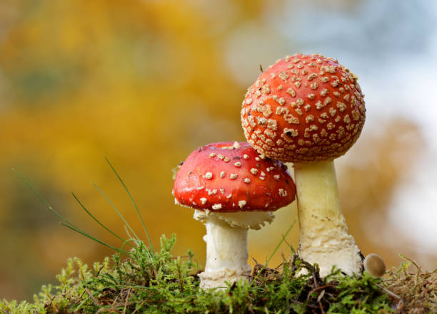 istock A red spotted mushroom in forest 1179769240