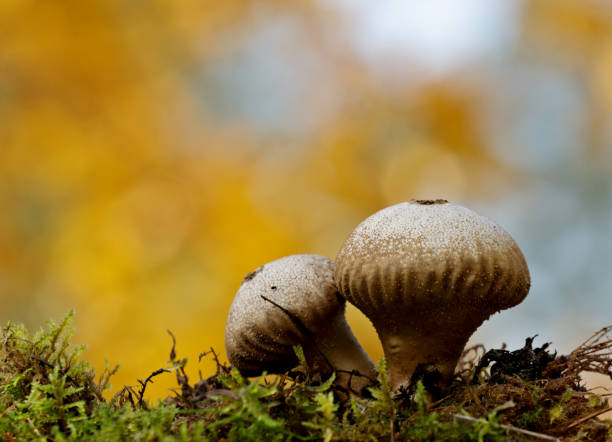 이끼에서 자라는 둥근 버섯 2개 - 일반 퍼프볼 뉴스 사진 이미지