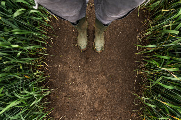 Farmer standing in wheat field, top view of rubber boots on muddy soil