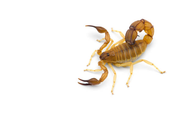 istock African venom Scorpion isolated on white background 1179770537